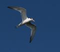 Elegant Tern
